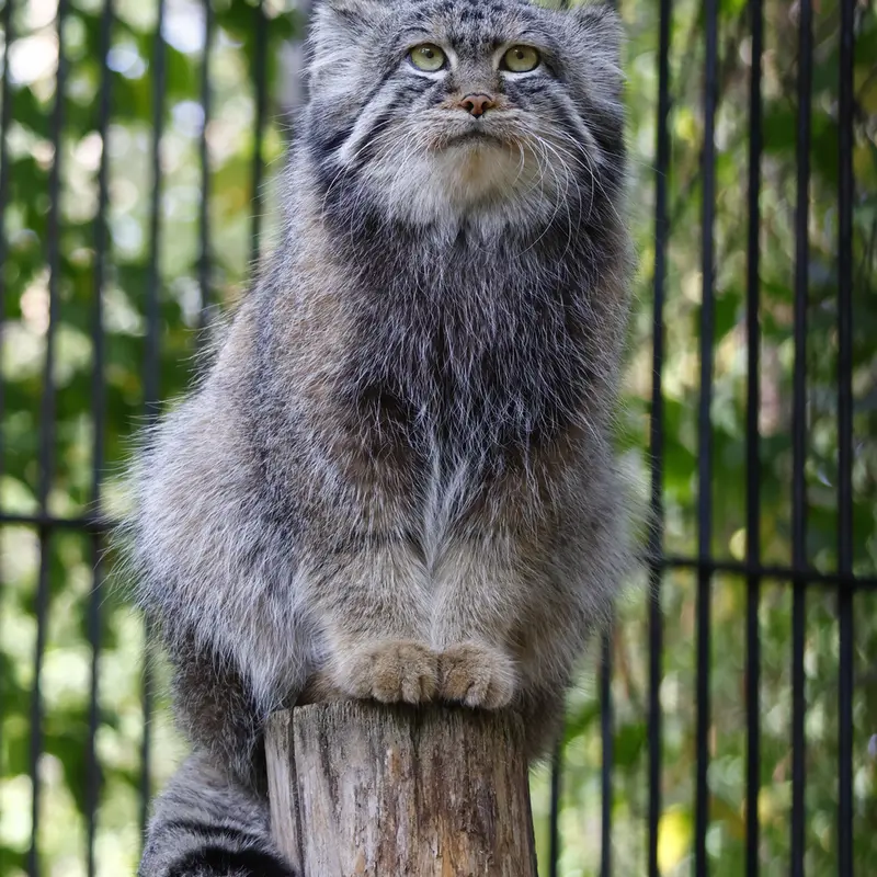 A photograph of Sylvester in Novosibirsk Zoo