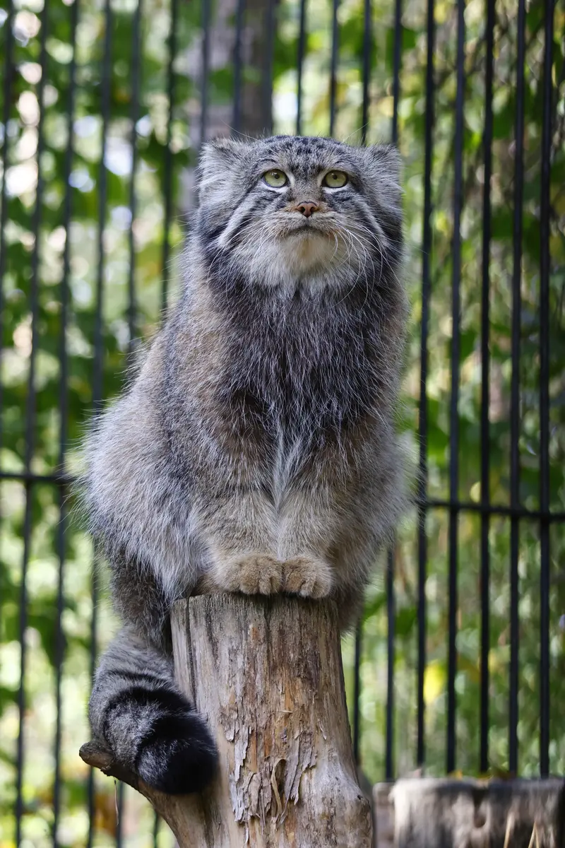 A photograph of Sylvester in Novosibirsk Zoo