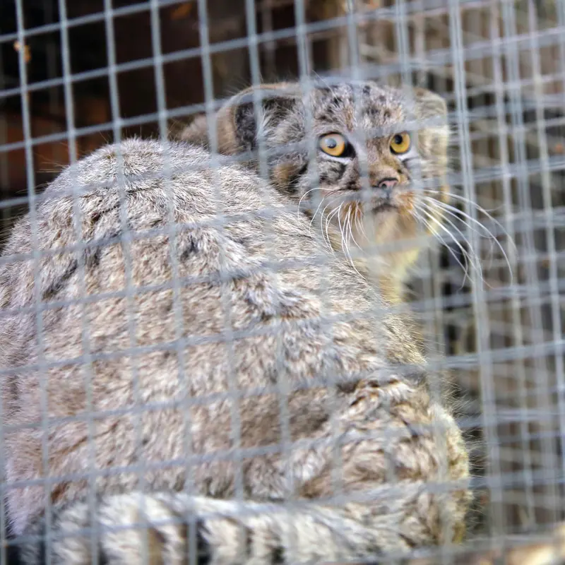 A photograph of Kitten of Alani b.2026 Ⅰ in Košice Zoo