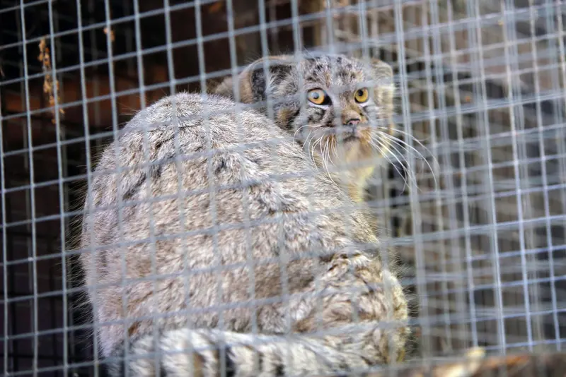 A photograph of Kitten of Alani b.2026 Ⅰ in Košice Zoo
