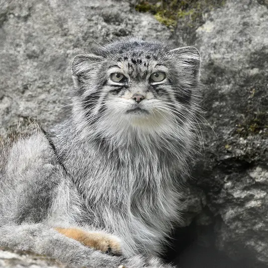 A photograph of Jochi in Howletts Wild Animal Park