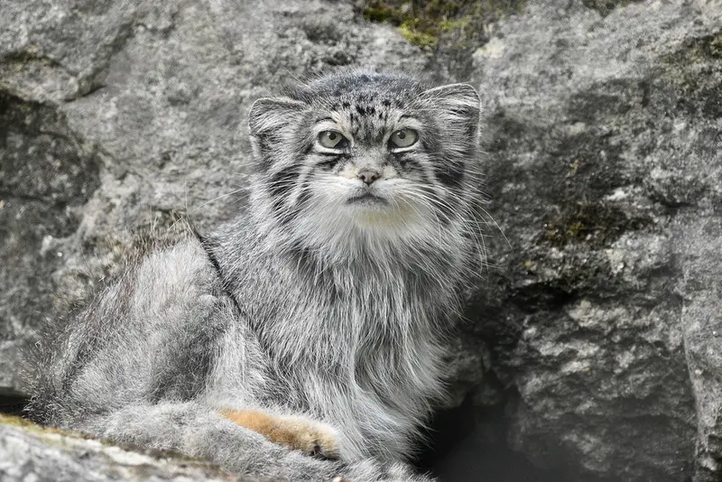 A photograph of Jochi in Howletts Wild Animal Park