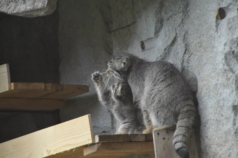 A photograph of Varvara and Darlay in Moscow zoo