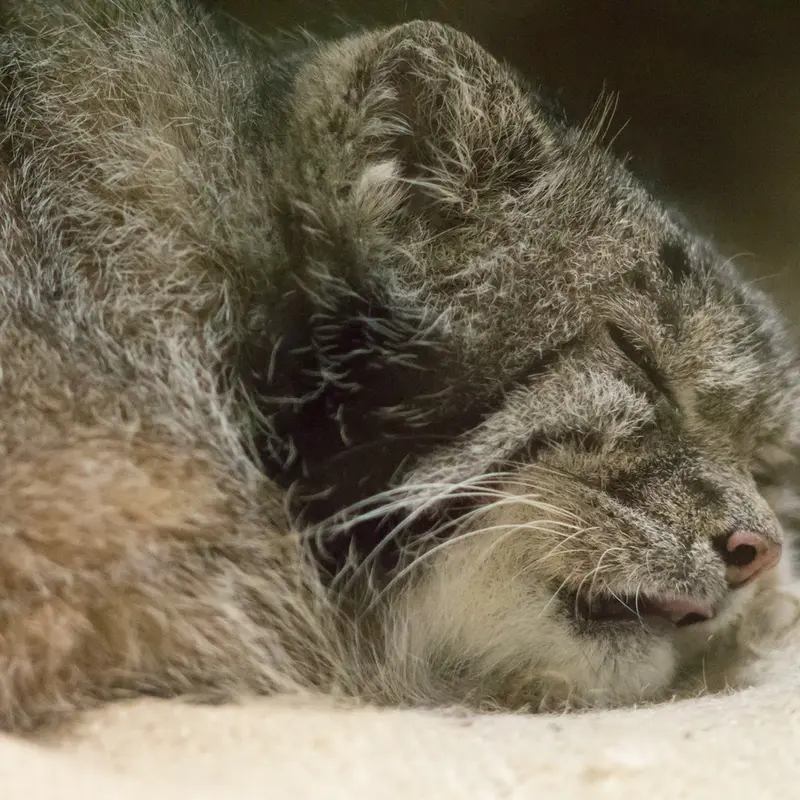 A photograph of Klyon in Ueno Zoological Gardens
