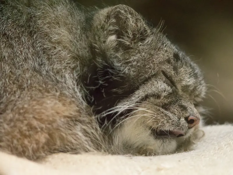 A photograph of Klyon in Ueno Zoological Gardens