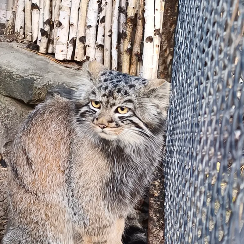 A photograph of a Pallas's cat in Novosibirsk Zoo