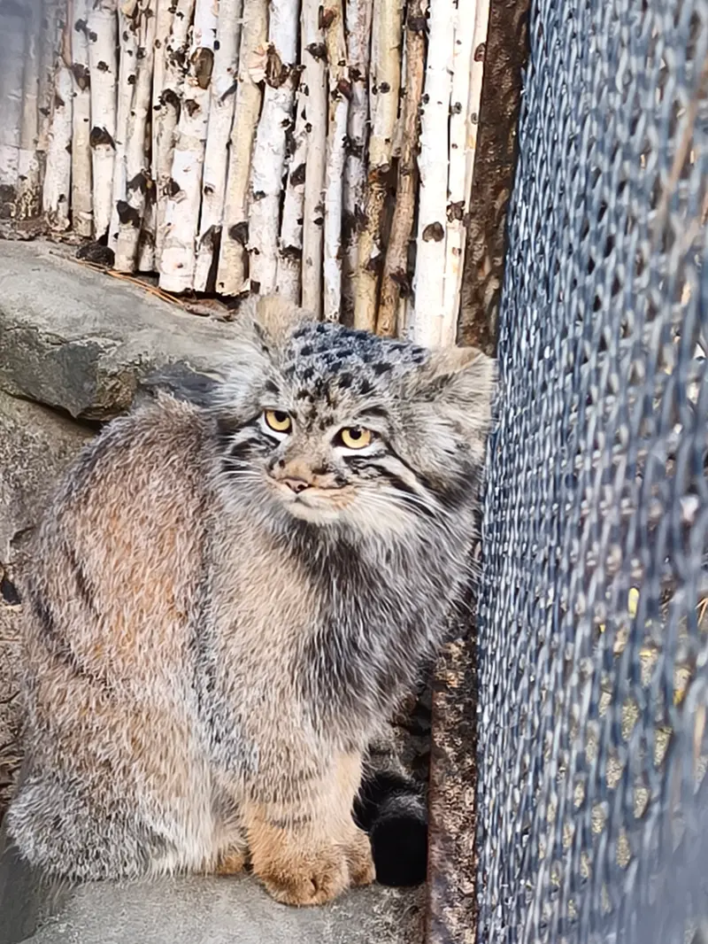 A photograph of a Pallas's cat in Novosibirsk Zoo