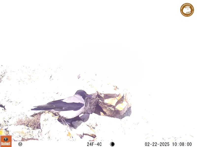 A photograph of a Pallas&#039;s cat from Besshoky 1 camera trap