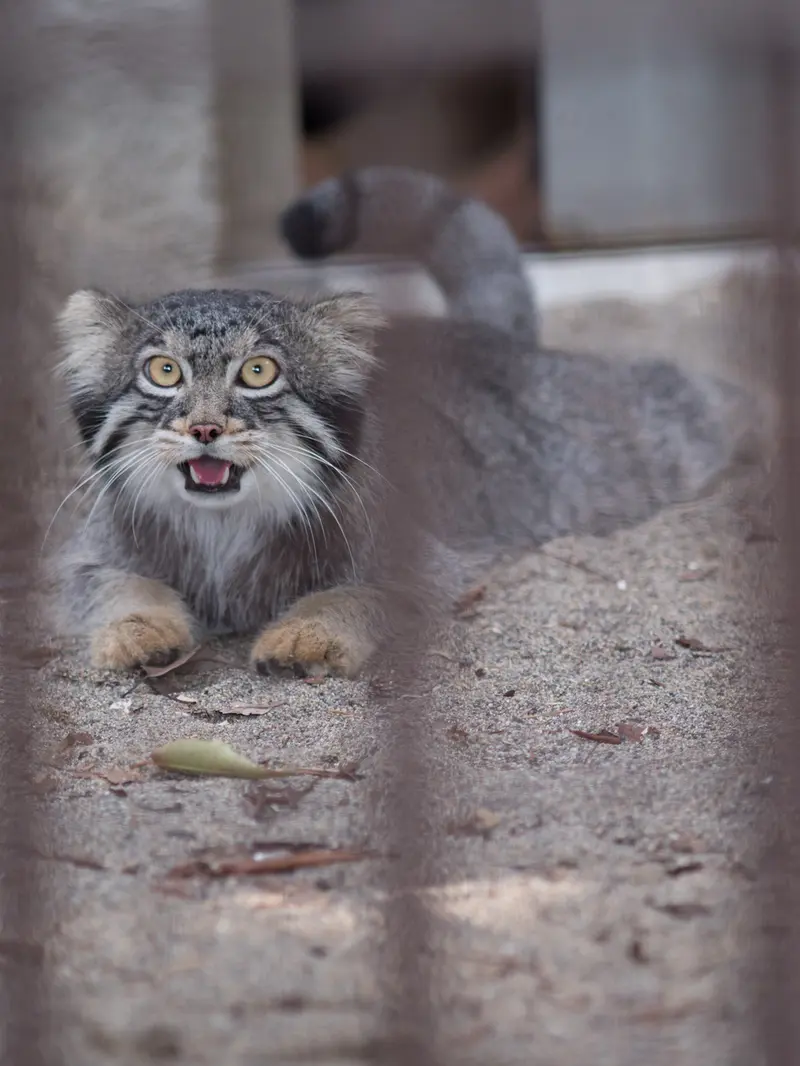 A photograph of Figa in Nogeyama Zoo
