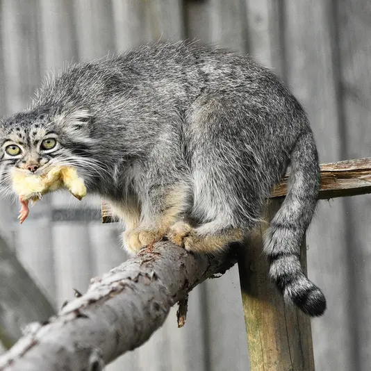 A photograph of Atlan in Port Lympne Wild Animal Park