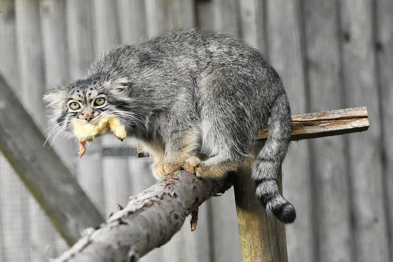 A photograph of Atlan in Port Lympne Wild Animal Park