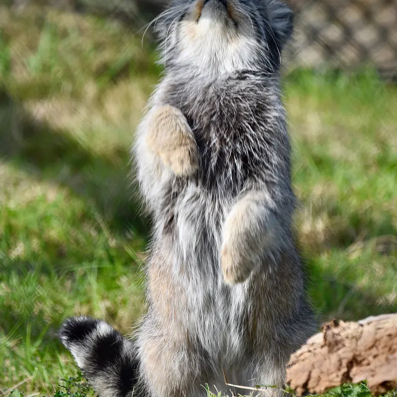 A photograph of Atlan in Port Lympne Wild Animal Park