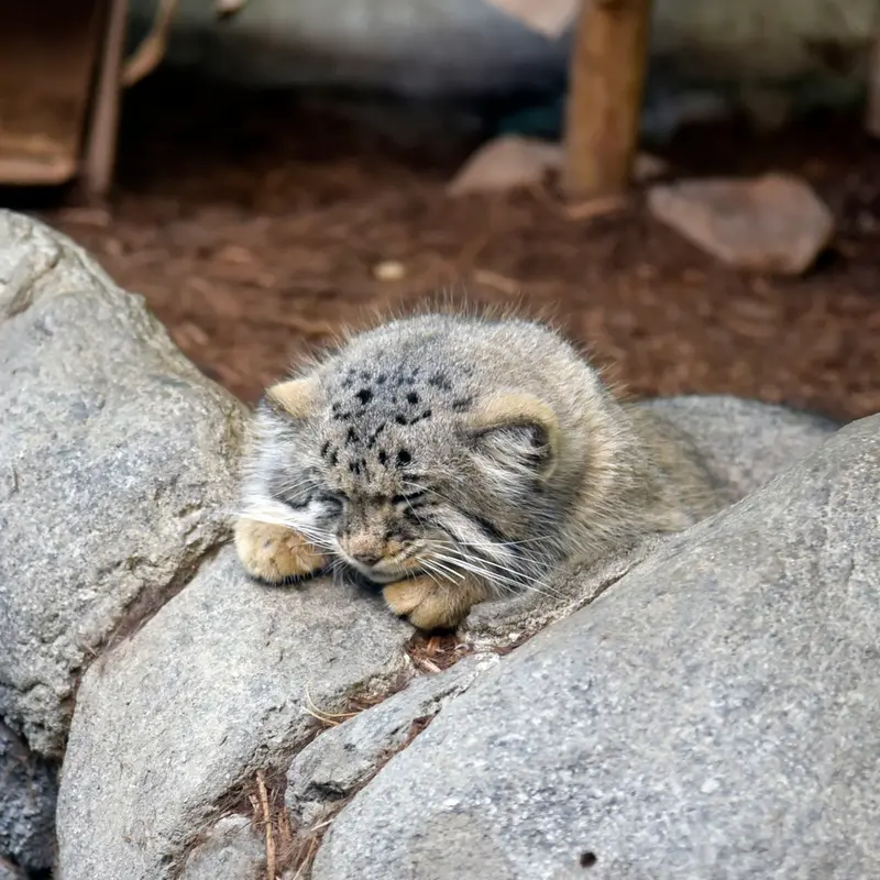 A photograph of Midas in Birmingham Zoo