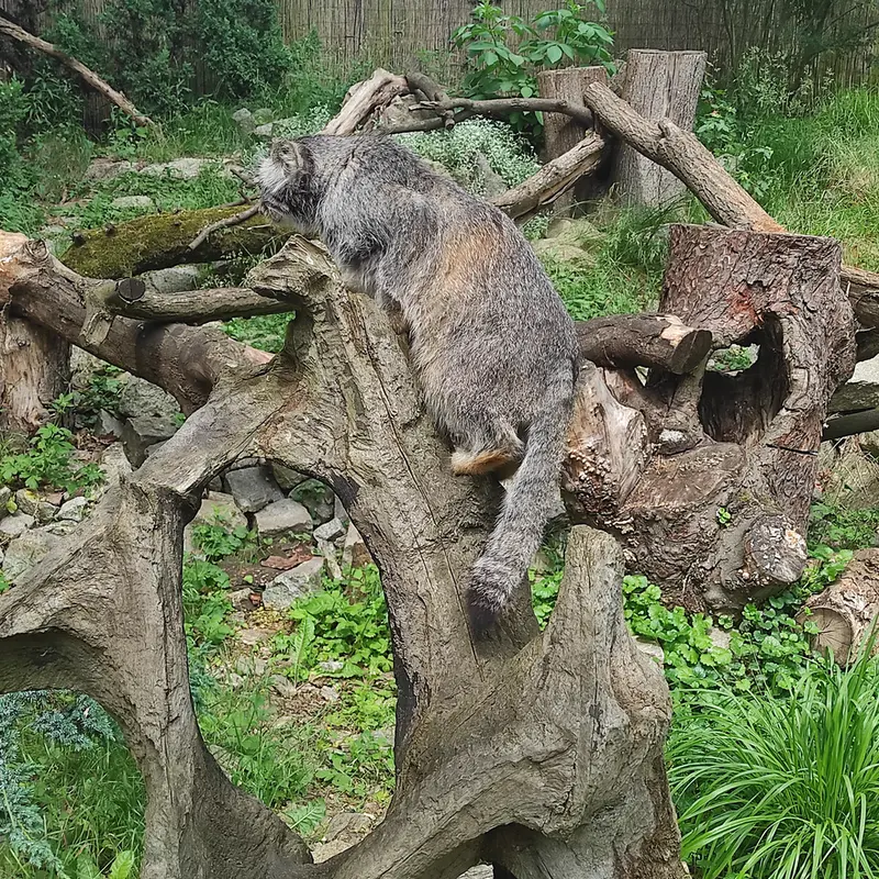 A photograph of Zarina in Wrocław Zoo