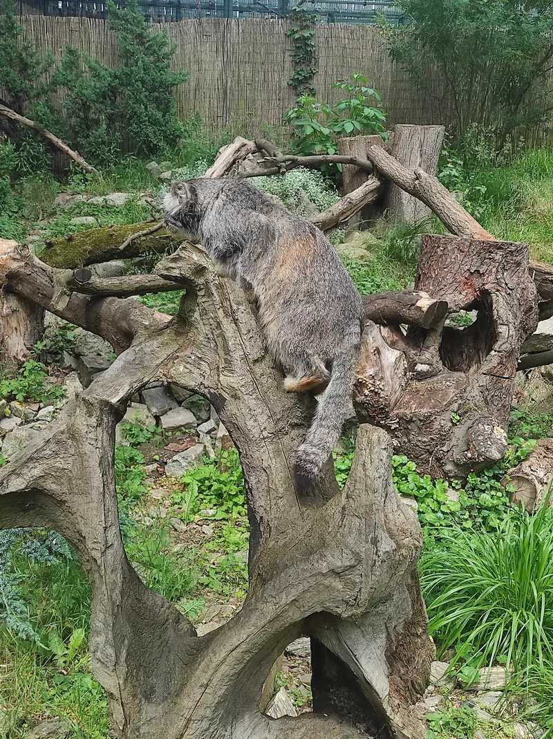 A photograph of Zarina in Wrocław Zoo