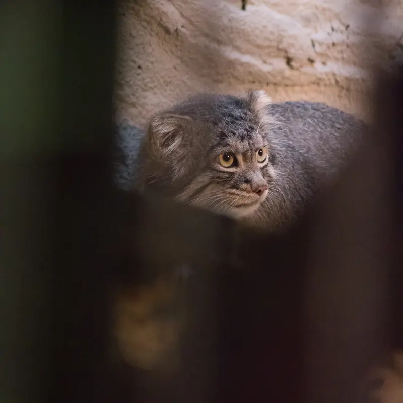 A photograph of Figa in Nogeyama Zoo