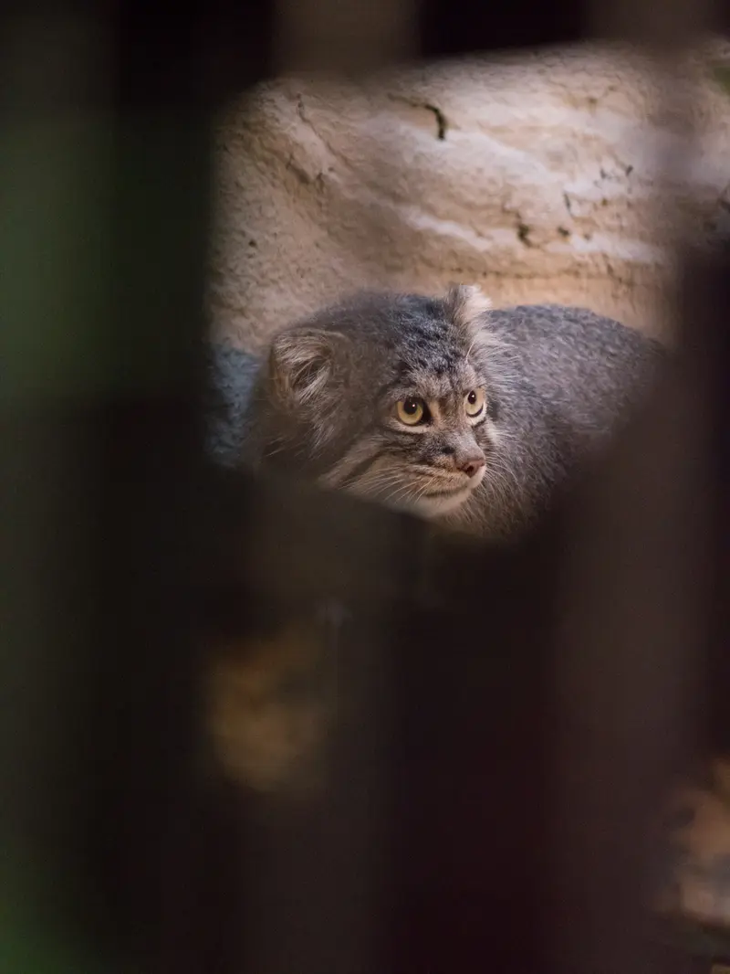 A photograph of Figa in Nogeyama Zoo