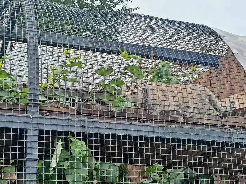 A photograph of a Pallas's cat