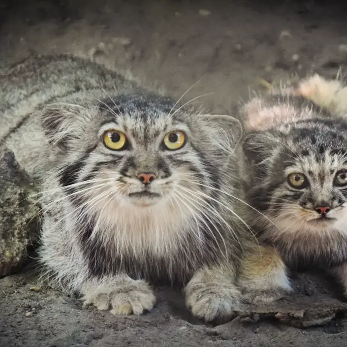 A photograph of Lucy and Son of Lucy b. 2026 in Budapest Zoo & Botanical Garden