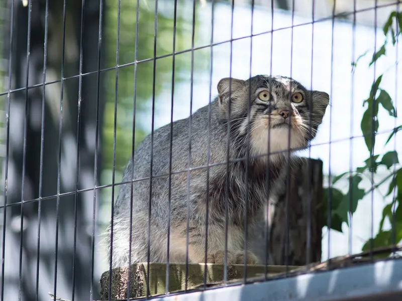 A photograph of Hide in Asahiyama Zoo