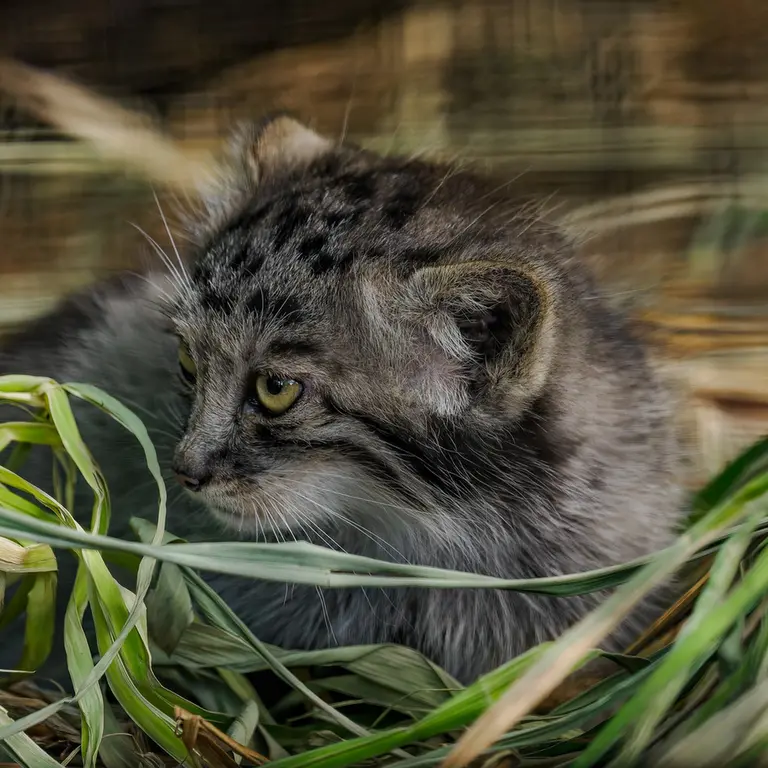 A photograph of a Pallas's cat in Brno Zoo
