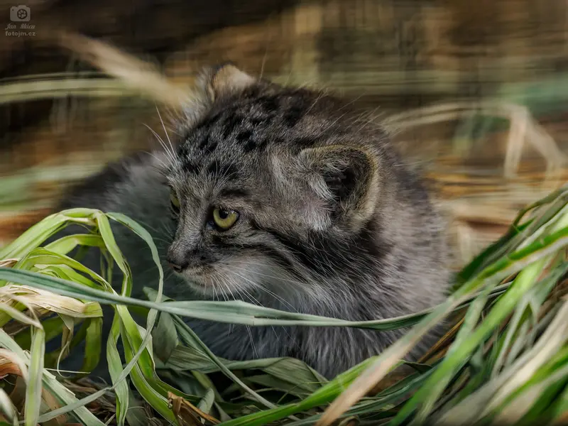 A photograph of a Pallas's cat in Brno Zoo