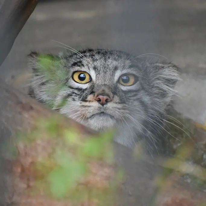 A photograph of Mei in Gokatsuraike Animal Park