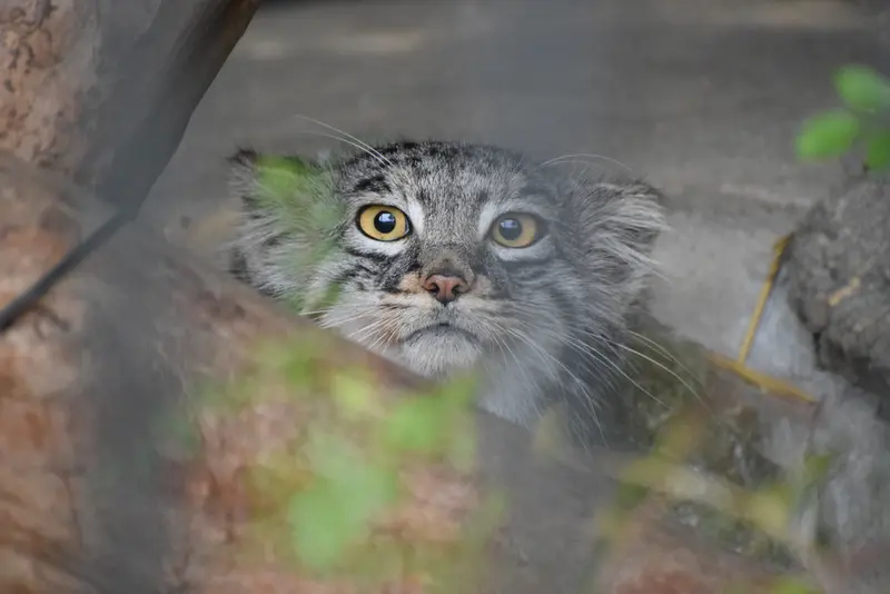 A photograph of Mei in Gokatsuraike Animal Park