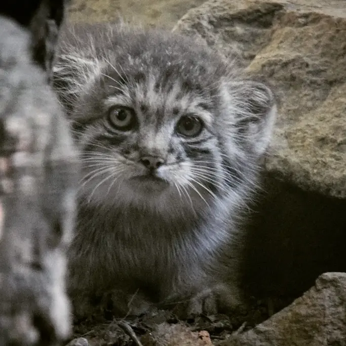 A photograph of Kitten of Lucy b. 2026 Ⅰ in Budapest Zoo & Botanical Garden