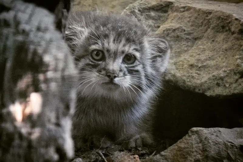 A photograph of Kitten of Lucy b. 2026 Ⅰ in Budapest Zoo & Botanical Garden