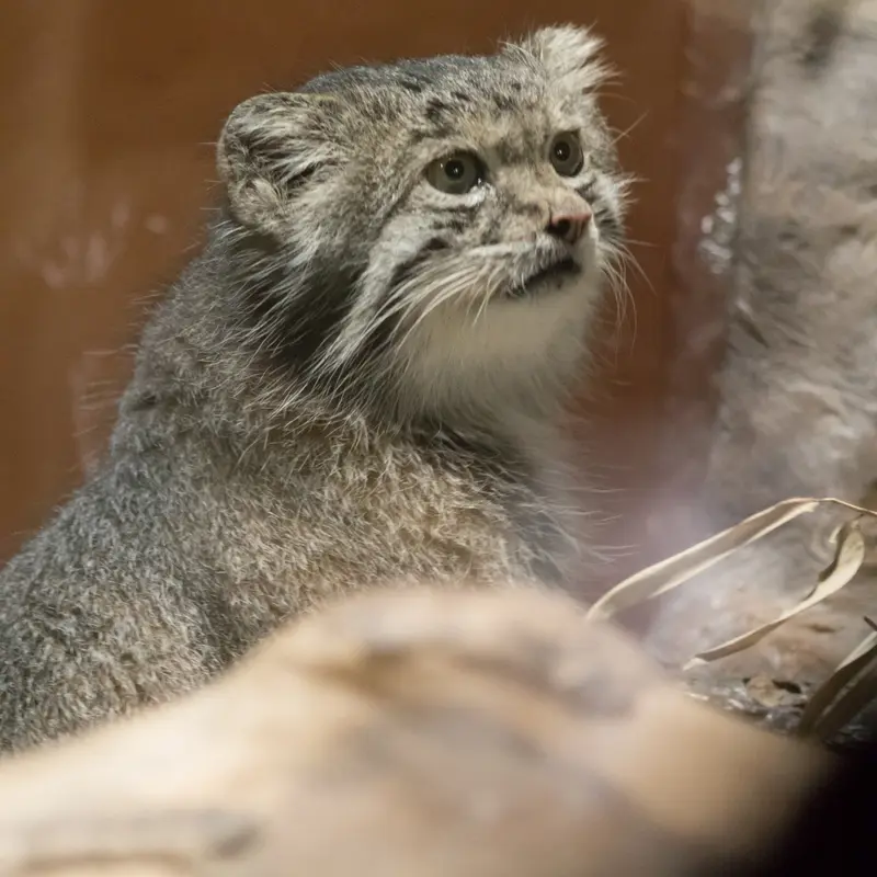 A photograph of Klyon in Ueno Zoological Gardens