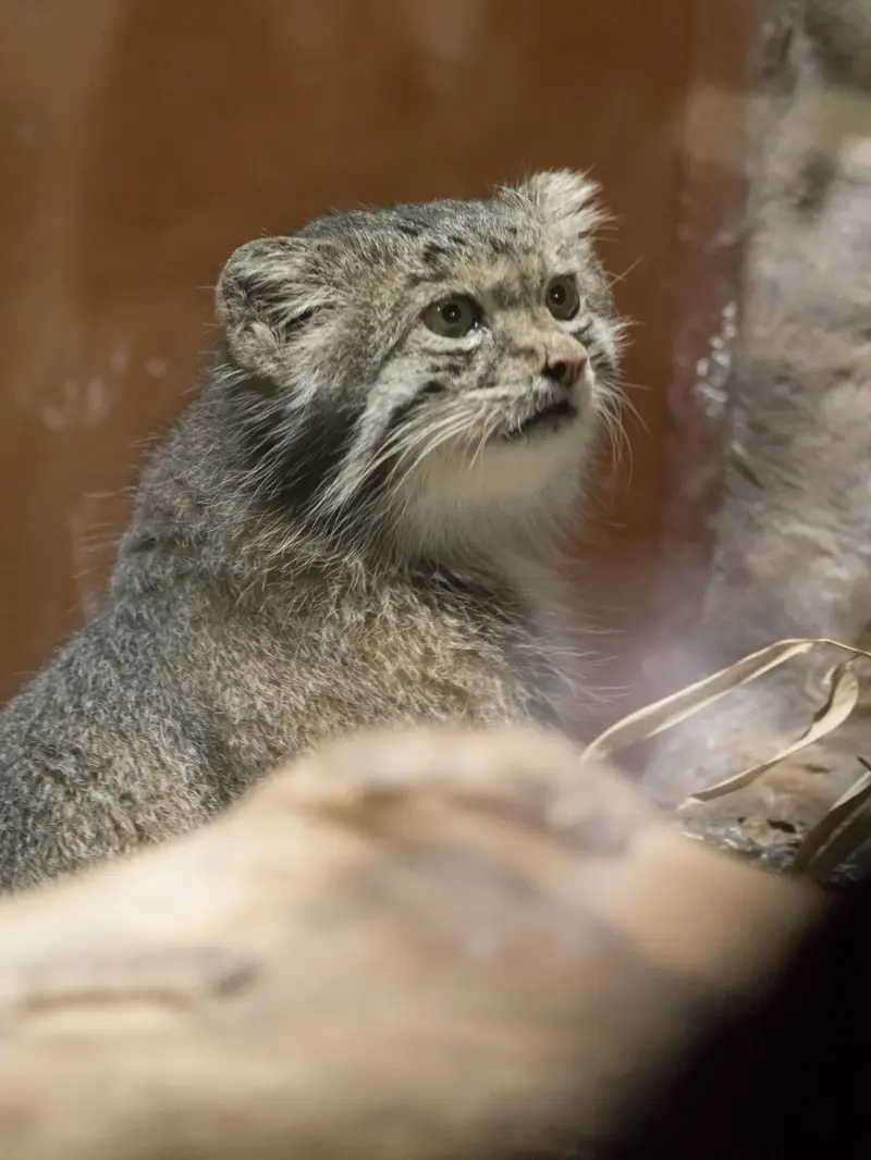 A photograph of Klyon in Ueno Zoological Gardens