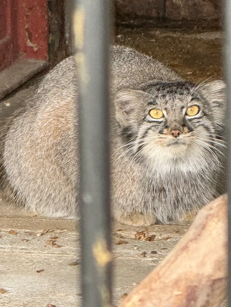 A photograph of Mei in Gokatsuraike Animal Park