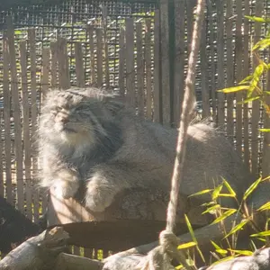 A photograph of Akiko in Edinburgh Zoo