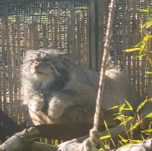 A photograph of Akiko in Edinburgh Zoo