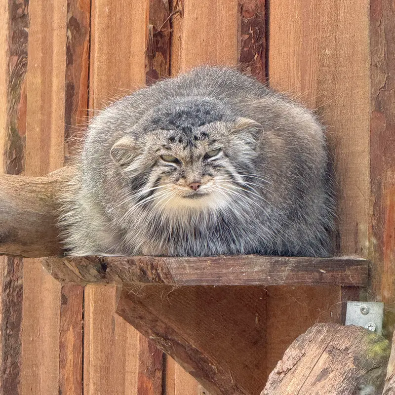 A photograph of Altani in Tallinn Zoo