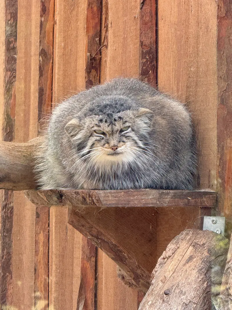 A photograph of Altani in Tallinn Zoo