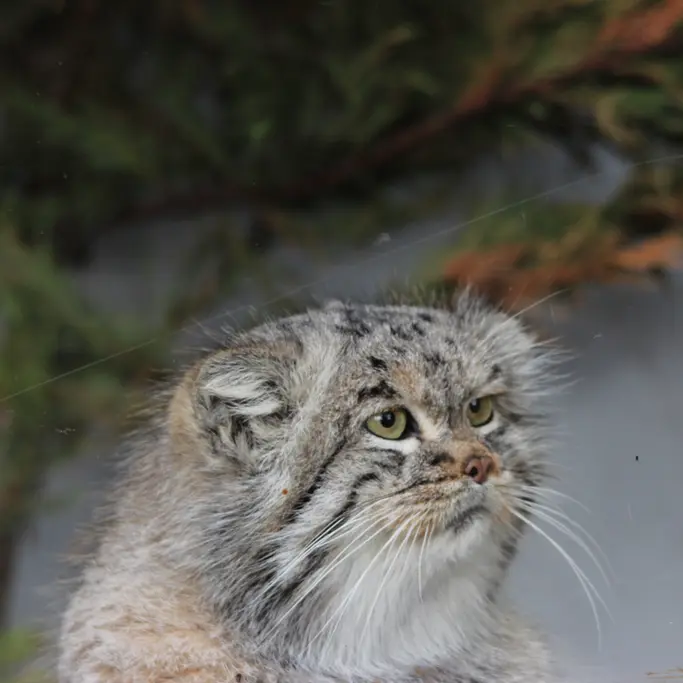 A photograph of Buck in Banham Zoo