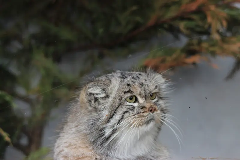 A photograph of Buck in Banham Zoo