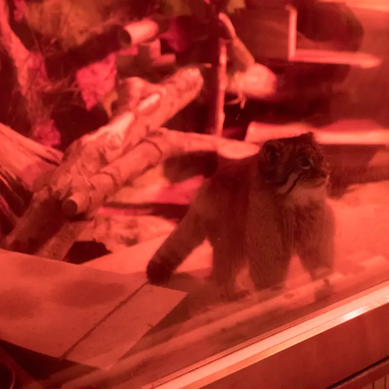 A photograph of Naim in Ueno Zoological Gardens