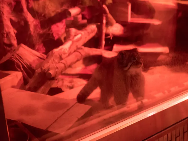 A photograph of Naim in Ueno Zoological Gardens