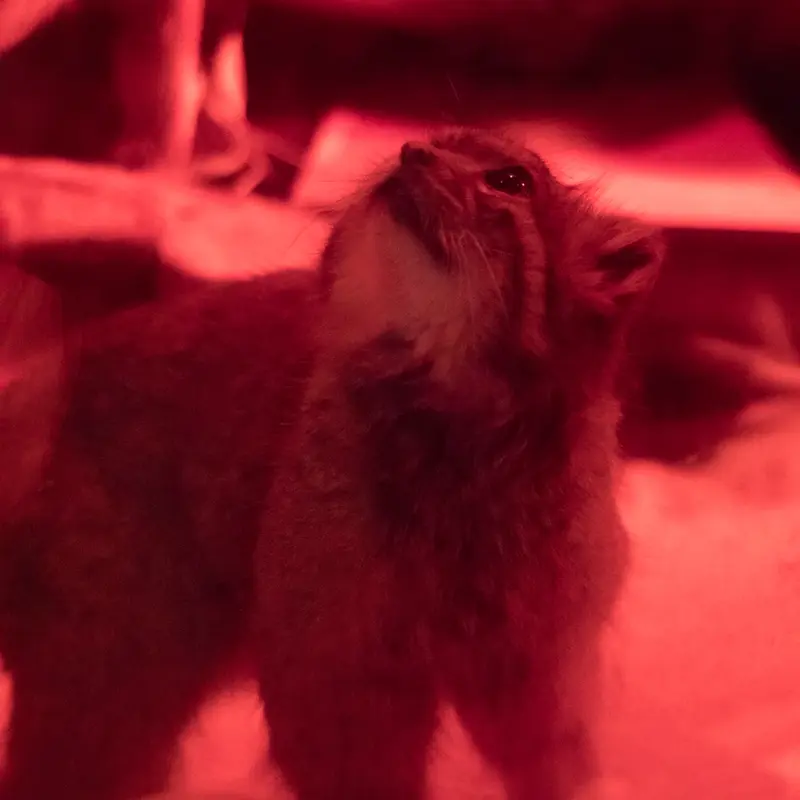 A photograph of Naim in Ueno Zoological Gardens