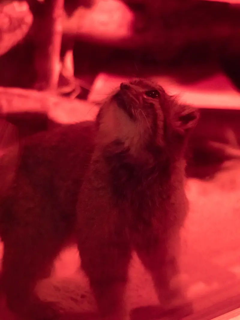 A photograph of Naim in Ueno Zoological Gardens