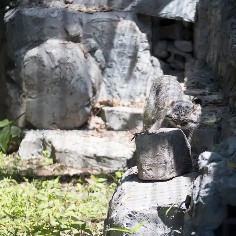 A photograph of Hide in Asahiyama Zoo
