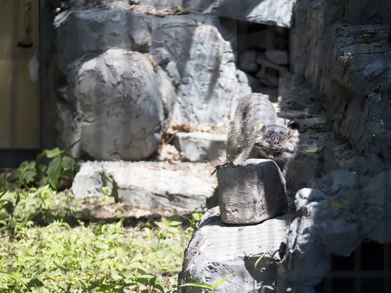 A photograph of Hide in Asahiyama Zoo
