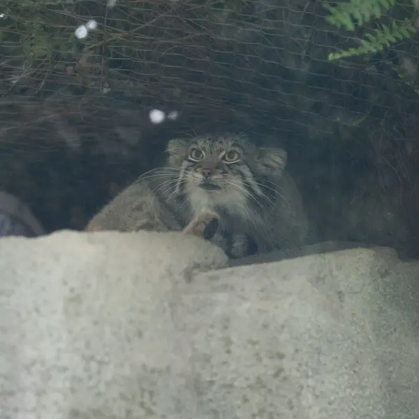 A photograph of Oto in Kobe Animal Kingdom