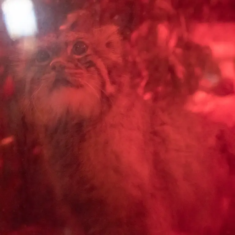 A photograph of Naim in Ueno Zoological Gardens