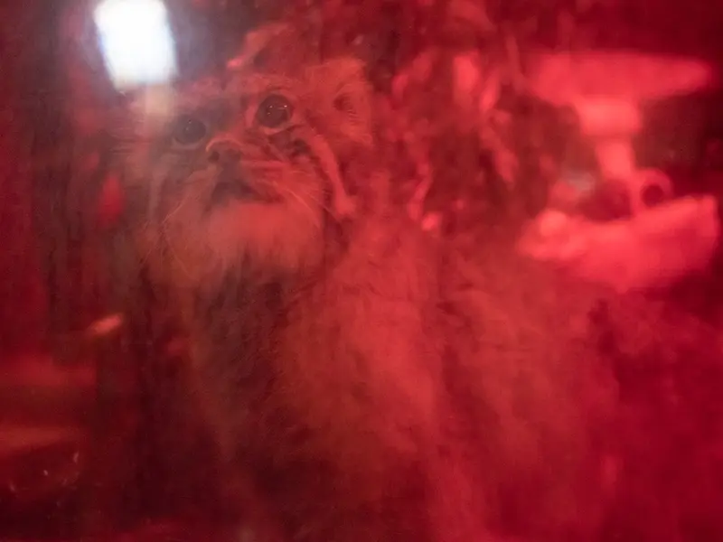 A photograph of Naim in Ueno Zoological Gardens