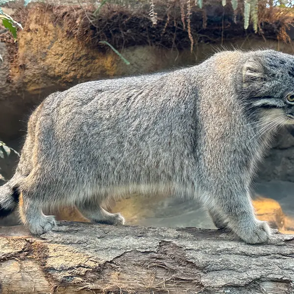 A photograph of Nar in Kobe Animal Kingdom