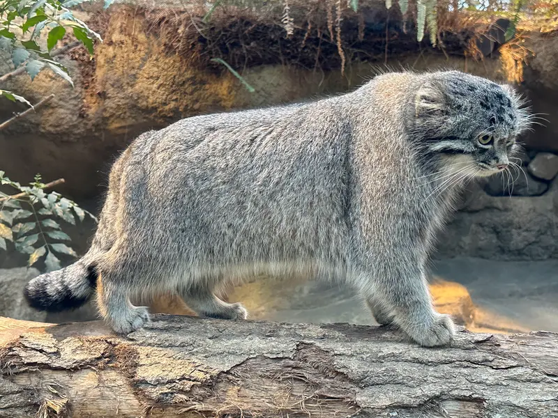 A photograph of Nar in Kobe Animal Kingdom